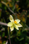 Thelymitra flexuosa