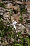 Caladenia christineae