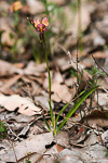 Diuris longifolia