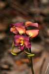 Diuris longifolia