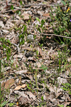 Caladenia christineae