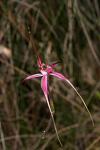 Caladenia harringtoniae