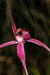 Caladenia harringtoniae