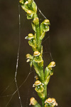 Microtis orbicularis