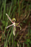 Drakonorchis barbarossa