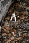 Caladenia splendens