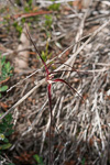 Caladenia erythrochila