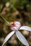 Caladenia splendens