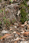 Caladenia erythrochila