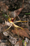 Caladenia rhomboidiformis