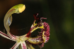 Drakonorchis barbarossa