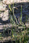 Caladenia christineae