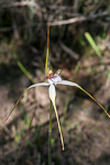 Caladenia christineae