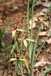 Caladenia macrostylis
