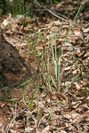 Caladenia macrostylis