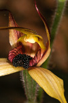 Caladenia macrostylis
