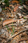 Caladenia validinervia
