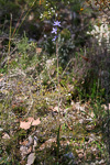 Thelymitra macrophylla