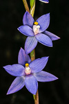 Thelymitra macrophylla