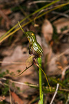 Pterostylis aff. turfosa