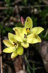 Thelymitra antennifera