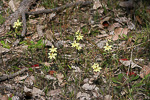 Thelymitra antennifera