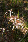 Caladenia nobilis