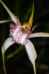 Caladenia speciosa