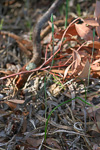Thelymitra pauciflora