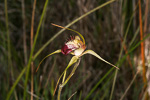 Caladenia paludosa
