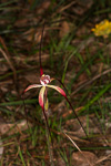 Caladenia chapmanii