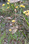 Caladenia chapmanii