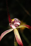 Caladenia chapmanii