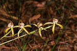 Caladenia chapmanii