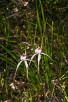 Caladenia speciosa