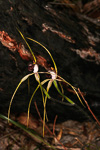Caladenia speciosa