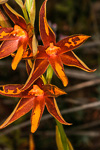 Thelymitra magnifica