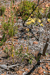 Thelymitra benthamiana
