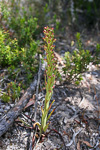 Disa bracteata