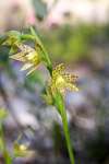 Thelymitra benthamiana