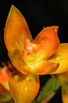 Thelymitra dedmaniarum