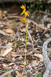 Thelymitra dedmaniarum