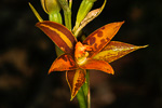 Thelymitra dedmaniarum