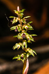 Corunastylis tepperi