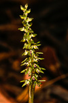 Corunastylis tepperi