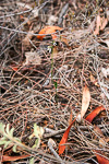 Eriochilus dilatatus subsp multiflorus