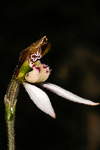 Eriochilus dilatatus subsp undulatus