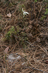 Praecoxanthus aphyllus