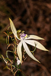 Praecoxanthus aphyllus