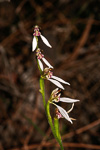 Eriochilus dilatatus subsp multiflorus